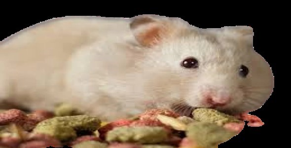 remove cheap photo background