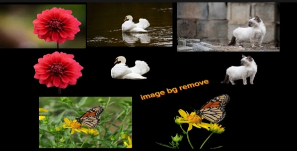 image background remove service 100 pc